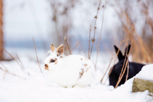 Vorschau Bild von Eine Kaninchenhaltung wie am Tierschutzhof Pfotenhilfe ist den
meisten Menschen nicht möglich