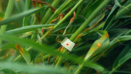 Vorschau Bild von Verena Paravel Cosmofonia, 2025-2026 Film still Courtesy the
artist