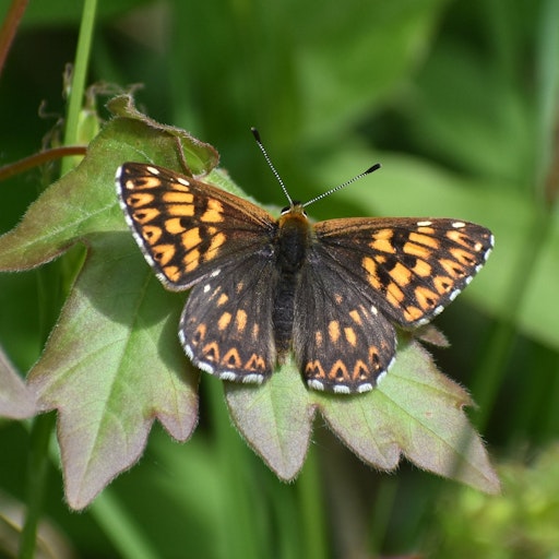  Zur Auswahl steht unter anderem der Schlüsselblumen-Würfelfalter.