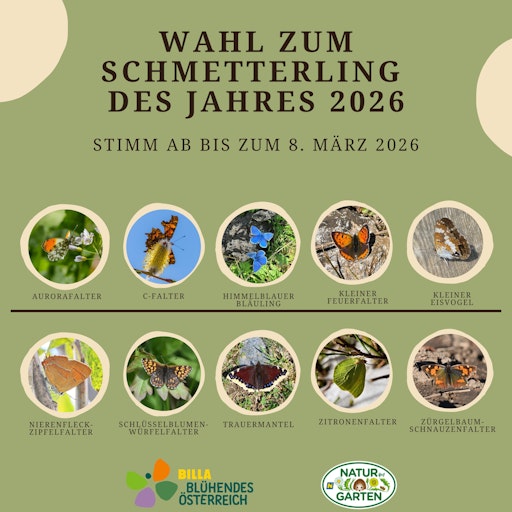 Vorschau Bild von Diese zehn Schmetterlinge stehen zur Auswahl. Fotograf:innen:
Monika Klocker, Rena M., Walter Ederer, Elisabeth Ortner, Karin
Hiebner, Evi Kinzner, Ernst Mosshammer, Carina H., Axel Sommer /
schmetterlingsapp.at