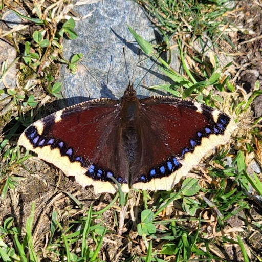 Vorschau Bild von Zur Auswahl steht unter anderem der Trauermantel.