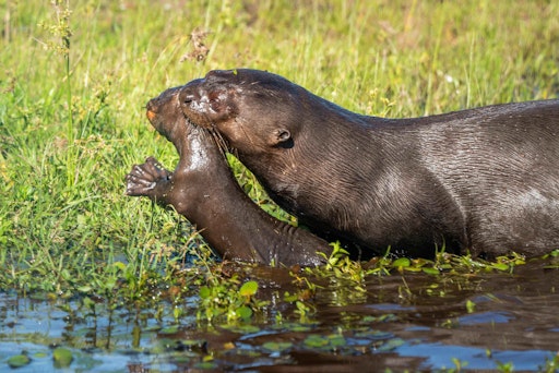 Im argentinischen Iberá-Nationalpark leben erstmals seit
Jahrzehnten wieder Riesenotter in ihrem ursprünglichen
Verbreitungsgebiet. Dafür wurden Tiere aus Zoos aus Europa und den
USA angesiedelt. 2025 wurde dort eine Otterfamilie wissenschaftlich
begleitet in ihren natürlichen Lebensraum entlassen. // Weiterer
Text über ots und www.presseportal.de/nr/129318 / Die Verwendung
dieses Bildes für redaktionelle Zwecke ist unter Beachtung aller
mitgeteilten Nutzungsbedingungen zulässig und dann auch honorarfrei.
Veröffentlichung ausschließlich mit Bildrechte-Hinweis.