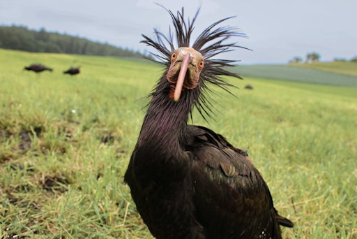  Der Waldrapp zählt zu den am stärksten bedrohten Vogelarten der
Welt. Der Vogel hat in Europa nur in Zoos überlebt und wird nun
durch ein EU-gefördertes LIFE Projekt zur Rettung dieser stark
gefährdeten Vogelart wieder angesiedelt. // Weiterer Text über ots
und www.presseportal.de/nr/129318 / Die Verwendung dieses Bildes für
redaktionelle Zwecke ist unter Beachtung aller mitgeteilten
Nutzungsbedingungen zulässig und dann auch honorarfrei.
Veröffentlichung ausschließlich mit Bildrechte-Hinweis.