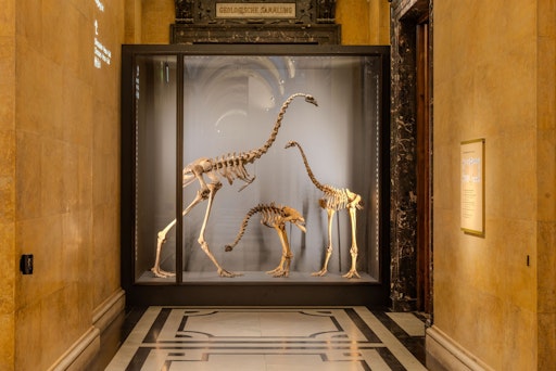  Skelett links: Weibchen des Riesenmoas Dinornis robustus Skelett
Mitte: "Dickbeiniger Moa", Euryapteryx curtus gravis Skelett rechts:
Männchen des Riesenmoas Dinornis robustus