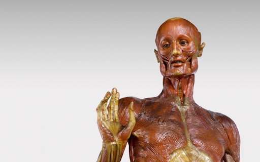  Wachsmodell Muskelschicht