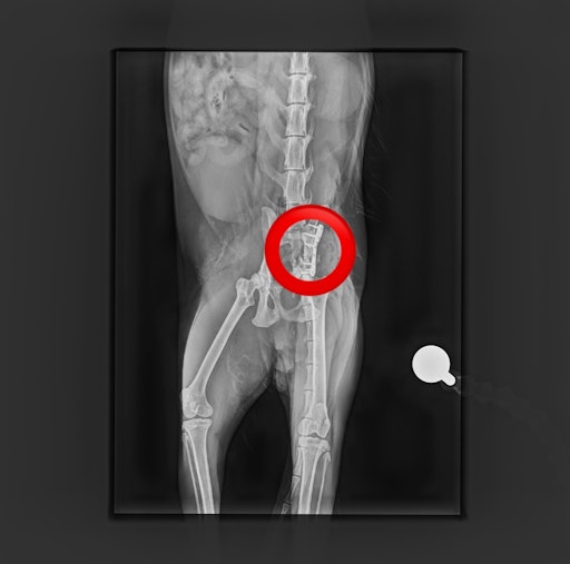 Vorschau Bild von Röntgenbild nach 1. OP