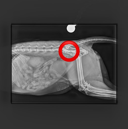 Vorschau Bild von Röntgenbild nach 1. OP
