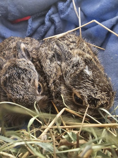 Vorschau Bild von Gerettete Hasenbabys