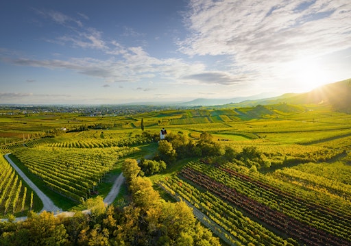  Ried Mandel-Höh, Traiskirchen, Thermenregion, Niederösterreich