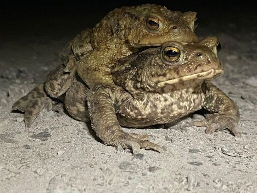 Vorschau Bild zu OTM