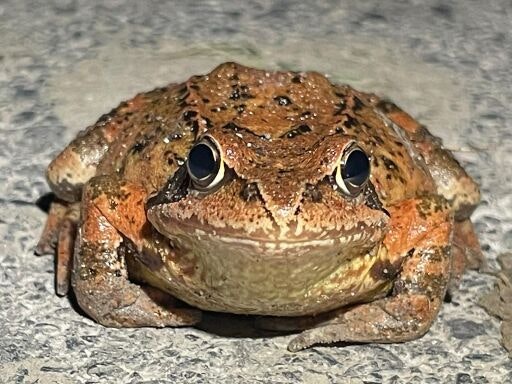 Vorschau Bild zu OTM