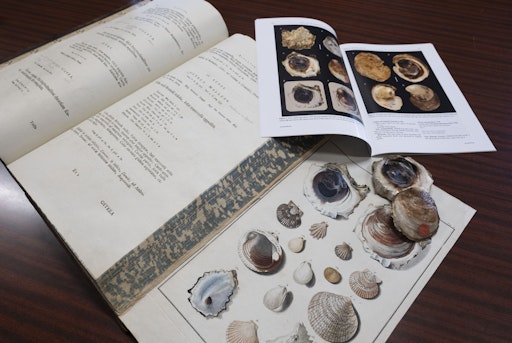  Prachtband von 1780 mit ausgeklappter Farbtafel, dem
Originalexemplar einer von Born beschriebenen Austern-Art und
Druckversion des neuen Typenkatalogs