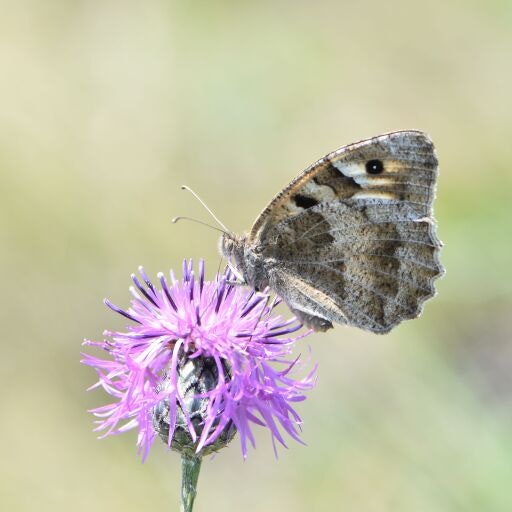 Vorschau Bild zu OTM