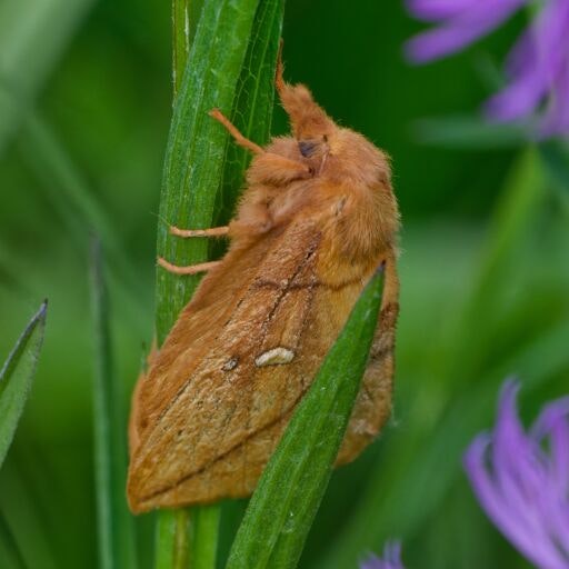 Vorschau Bild zu OTM