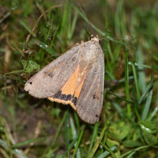 Vorschau Bild zu OTM