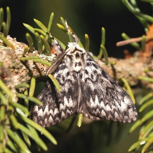 Vorschau Bild zu OTM