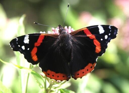 Vorschau Bild zu OTM