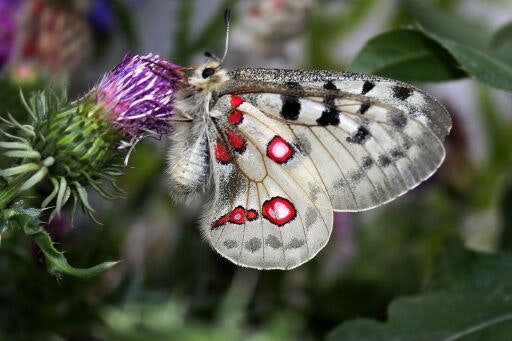 Vorschau Bild zu OTM