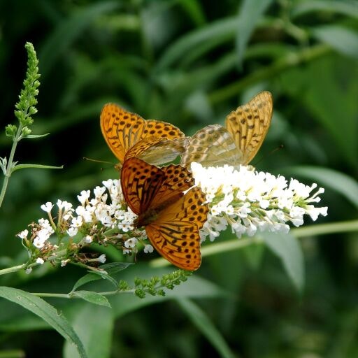 Vorschau Bild zu OTM