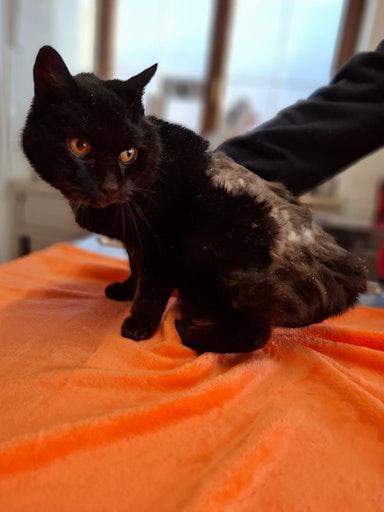 Vorschau Bild von Schwanzlose Katze