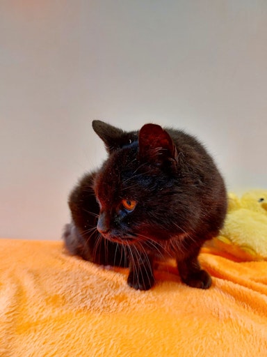 Vorschau Bild von Schwanzlose Katze