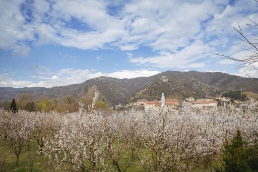 Marillenblüte in der Wachau (Fotograf: Barbara Elser; Bildrechte: Donau Niederösterreich / Barbara Elser)