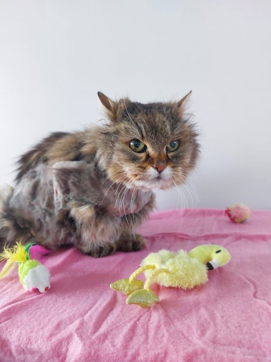 Zurückgelassene Katze Bonnie