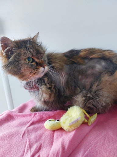 Vorschau Bild von Zurückgelassene Katze Bonnie