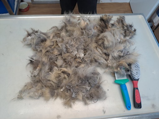 Vorschau Bild von Zurückgelassene Katze Bonnie (Fell)