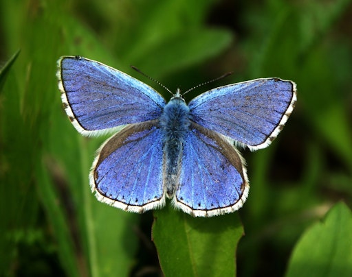  Der Himmelblaue Bläuling ist Schmetterling des Jahres 2026.