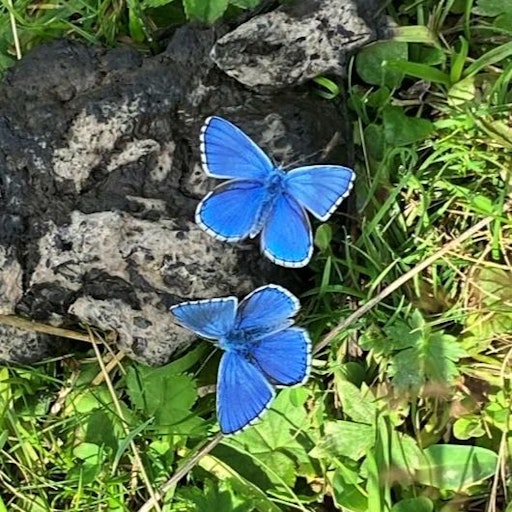 Vorschau Bild von Der Himmelblaue Bläuling ist Schmetterling des Jahres 2026.