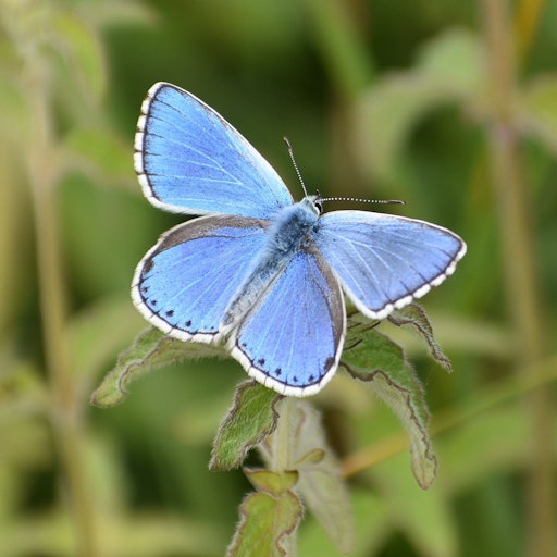 Vorschau Bild von Der Himmelblaue Bläuling ist Schmetterling des Jahres 2026.