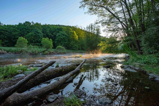 Vorschau Bild von Flussufer der Thaya im Nationalpark Thayatal mit Totholz und
Frühjahrsbelaubung der Uferbereiche