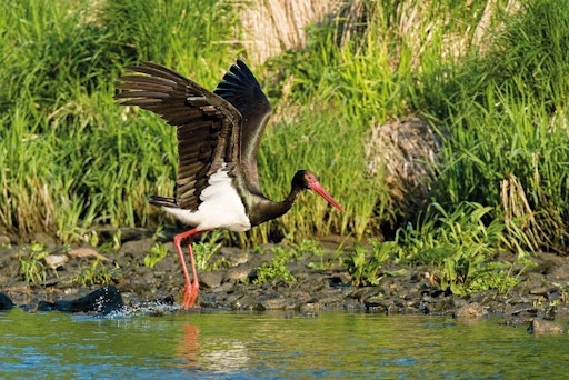 Vorschau Bild von Schwarzstorch beim Abflug aus dem Fluss Thaya mit Thayaufer im
Hintergrund