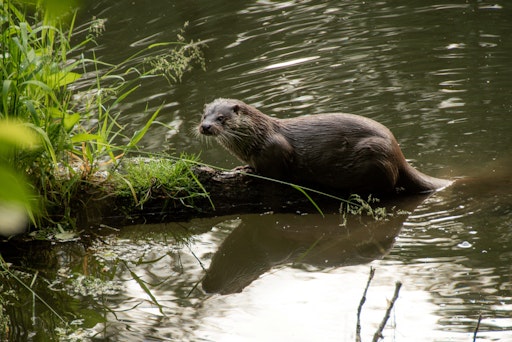 Vorschau Bild von sitzender Fischotter auf einem Uferstein am Fluss Thaya