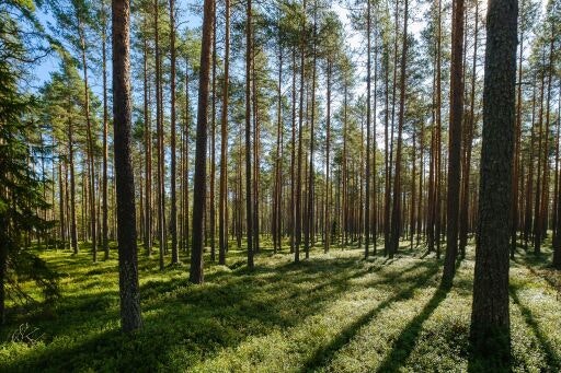 Vorschau Bild zu OTM