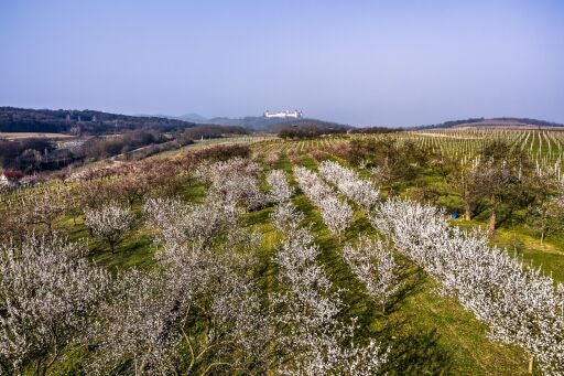 Vorschau Bild zu OTM