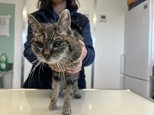 Fundkatze bei Erstuntersuchung