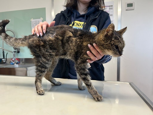 Vorschau Bild von Fundkatze bei Erstuntersuchung