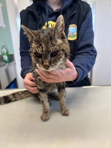 Vorschau Bild von Fundkatze bei Erstuntersuchung