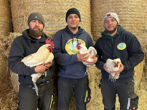 Vorschau Bild von Gerettete Hühner