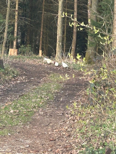 Vorschau Bild von Ausgesetzte Hühner