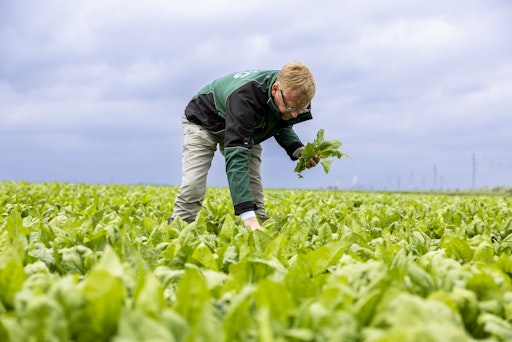 Spinatfeld mit iglo-Spinat
