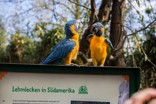 Am 2. April 2026 eröffneten im Zoo Leipzig mit "Loriversum" und
"Amazonien" zwei neue, begehbare Vogelwelten, in denen die
faszinierende Vogelwelt Asiens und Südamerikas unmittelbar zu
erleben ist. // Weiterer Text über ots und
www.presseportal.de/nr/70361 / Die Verwendung dieses Bildes für
redaktionelle Zwecke ist unter Beachtung aller mitgeteilten
Nutzungsbedingungen zulässig und dann auch honorarfrei.
Veröffentlichung ausschließlich mit Bildrechte-Hinweis.