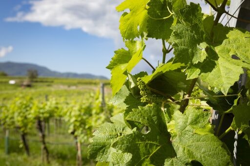 Vorschau Bild zu OTM