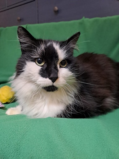 Fundkater Pezi am Tierschutzhof