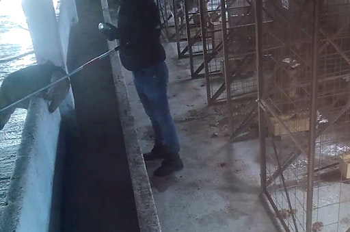 VETO-Tierschutz verurteilt Umgang mit Straßenhunden scharf und
fordert politisches Umdenken. Einem Hund in der Tötungsstation in
Vetmedan wird ohne vorherige, gesetzlich vorgeschriebene Betäubung
zum zweiten Mal ein Euthanasiemittel injiziert. // Weiterer Text
über ots und www.presseportal.de/nr/161993 / Die Verwendung dieses
Bildes für redaktionelle Zwecke ist unter Beachtung aller
mitgeteilten Nutzungsbedingungen zulässig und dann auch honorarfrei.
Veröffentlichung ausschließlich mit Bildrechte-Hinweis.