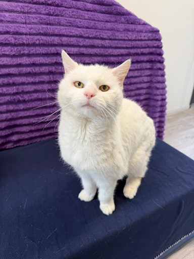 Gerettete Lena am Tierschutzhof PFOTENHILFE