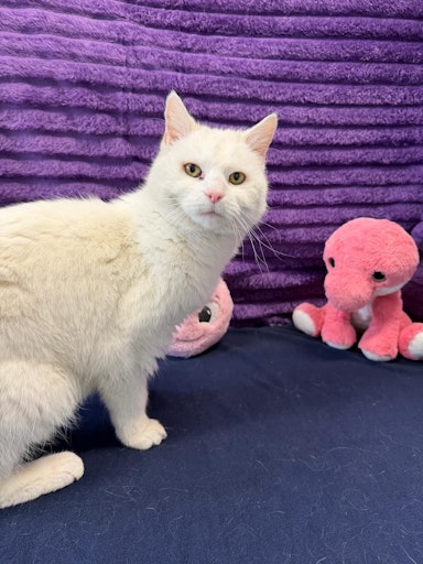 Vorschau Bild von Gerettete Lena am Tierschutzhof PFOTENHILFE