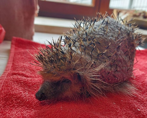 Vorschau Bild von Nackter Igel mit Hautpilz